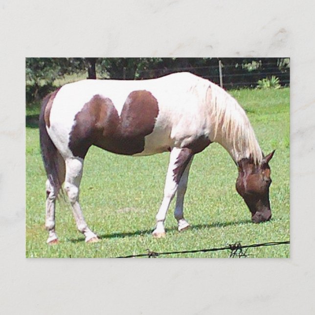 Cartão Postal Pinto (Frente)