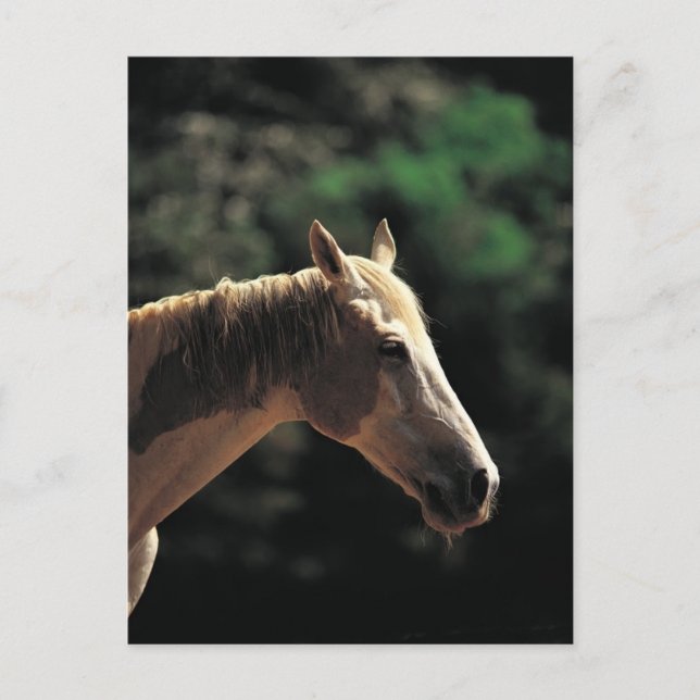 Cartão Postal Pinto Antigo (Frente)