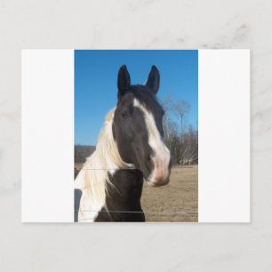 Cartão Postal Pinto Cavalo