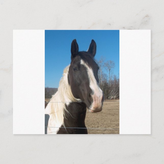 Cartão Postal Pinto Cavalo (Frente)