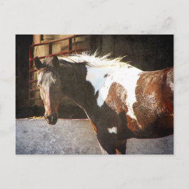 Cartão Postal Pinto Cavalo