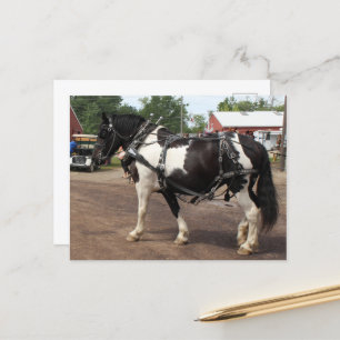 Cartão Postal Pinto Cavalo de Rascunho