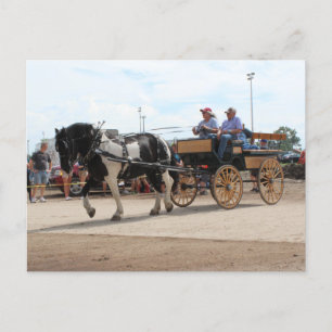 Cartão Postal Pinto Draft Horse 2018 Mt. Pleasant, Iowa