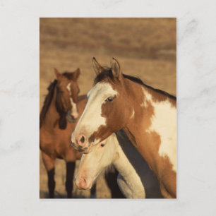 Cartão Postal Pinto em Herd