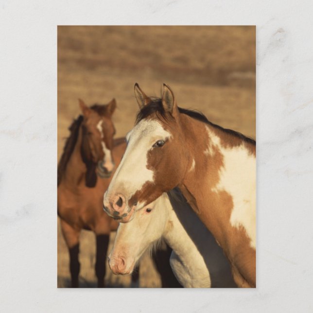 Cartão Postal Pinto em Herd (Frente)