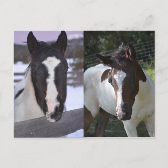 Cartão Postal pinto filly Shasta (Frente)