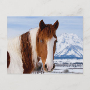 Cartão Postal Pinto Horse Monte Moran no inverno