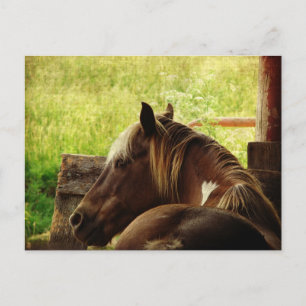 Cartão Postal Pinto Pony