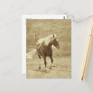 Cartão Postal Pinto Pony em Sepia