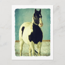 Cartão Postal Pinto preto e branco