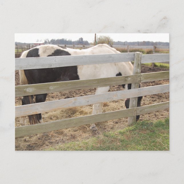 Cartão Postal Pintor/Pinto (Frente)