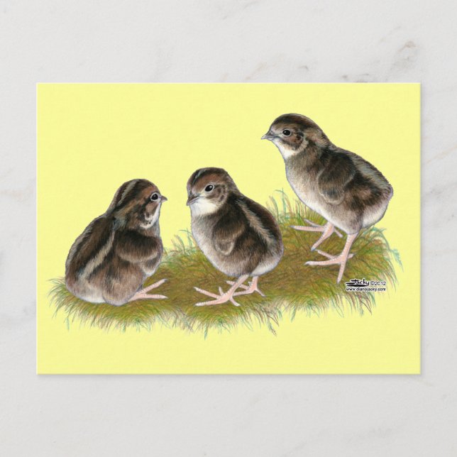 Cartão Postal Pintos de Codorniz Coturnix (Frente)
