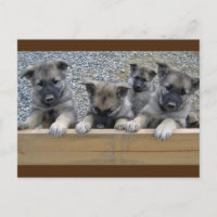 Pintos do Elkhound Noruegueses