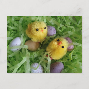 Cartão Postal Pintos e Ovos