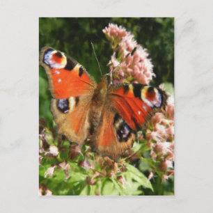 Cartão Postal Pintura a óleo de borboleta