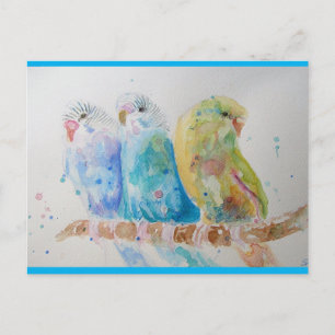 Cartão Postal Pintura Aquarela Periquito pássaro Periquitos Aqua