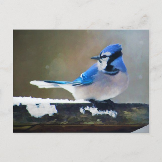 Cartão Postal Pintura Blue Jay - Arte Original para Pássaros (Frente)