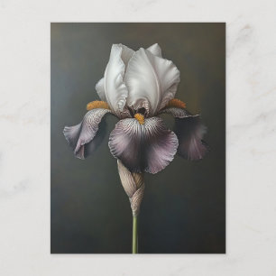 Cartão Postal Pintura Botânica Iris Púrpura e Branca
