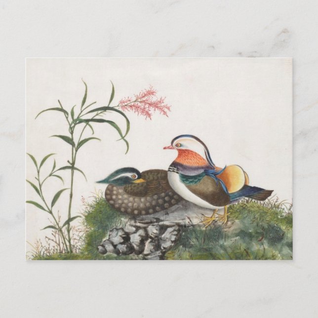 Cartão Postal Pintura chinesa de pato de mandarino (Frente)
