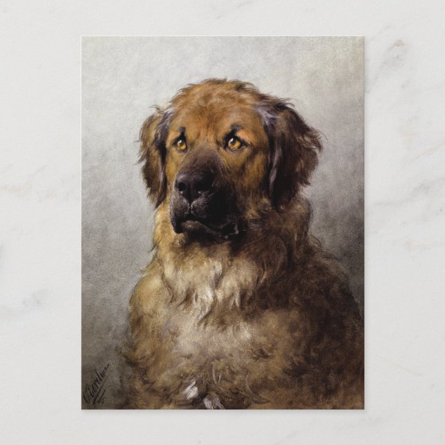 Cartão Postal Pintura da Cabeça de um Cão Leonberger (Frente)