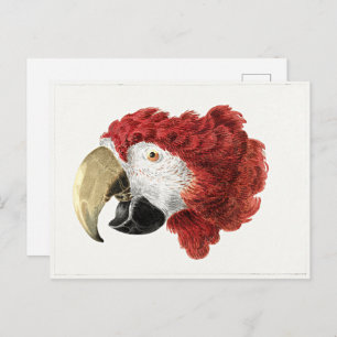 Cartão Postal Pintura de Aert Schouman, Chefe de Macaw