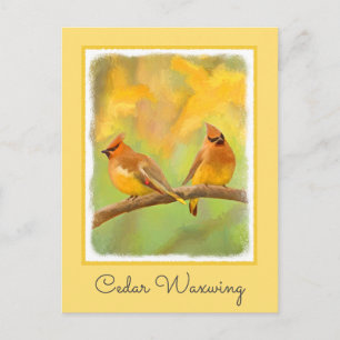 Cartão Postal Pintura De Cedar Waxwing - Arte De Cachorro Origin