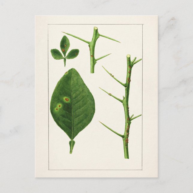 Cartão Postal Pintura De Folhas De Laranja (Poncirus Trifoliata) (Frente)