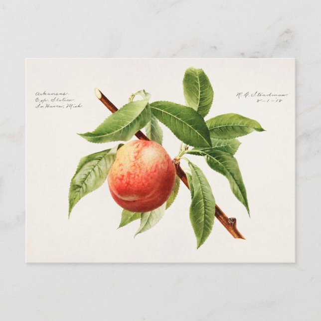 Cartão Postal Pintura de Fruta da tosse de pêssego (Prunus Persi (Frente)