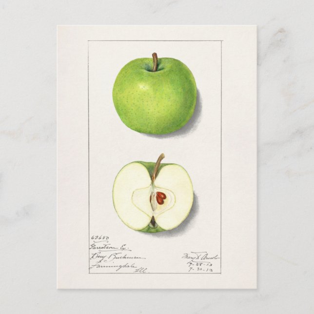 Cartão Postal Pintura de Fruta de Maçãs Verdes (Malus Domestica) (Frente)