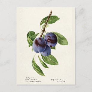 Cartão Postal Pintura de Fruta em Ameixas Azuis (Prunus Domestic