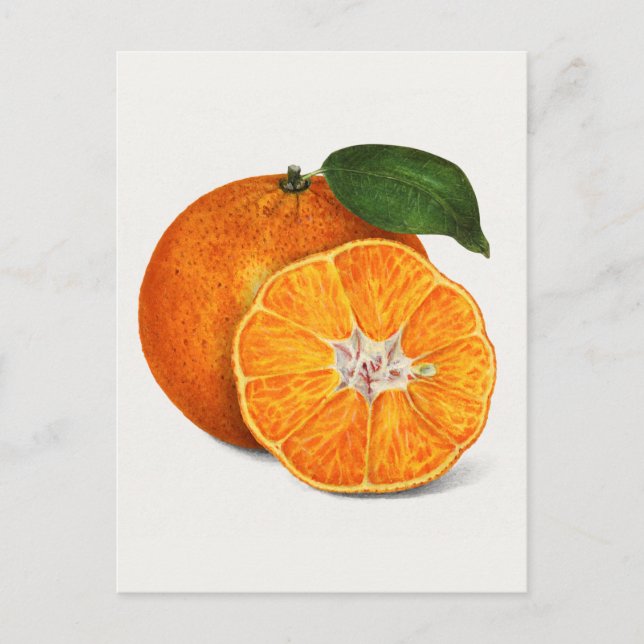 Cartão Postal Pintura de Fruta Laranja Deliciosa (Frente)