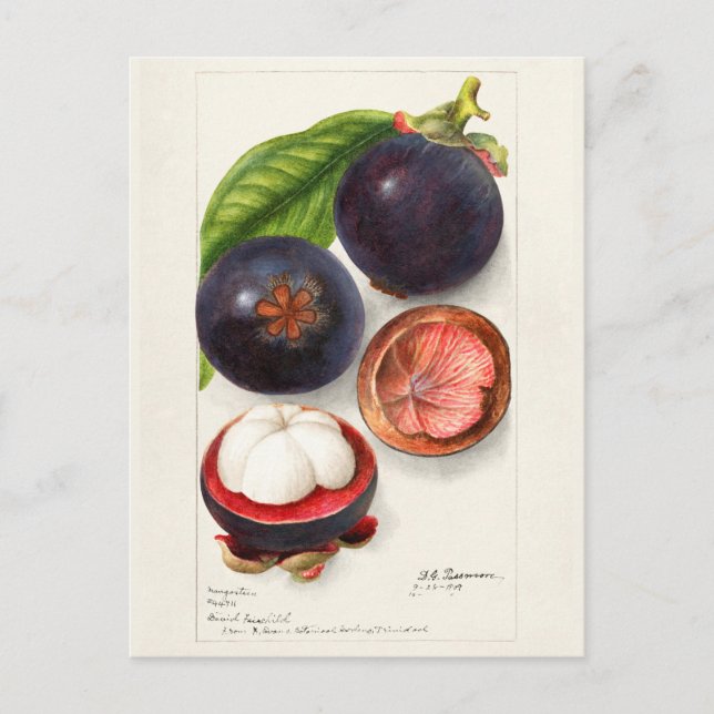 Cartão Postal Pintura de Fruta Mangosteens (Garcinia Mangostana) (Frente)