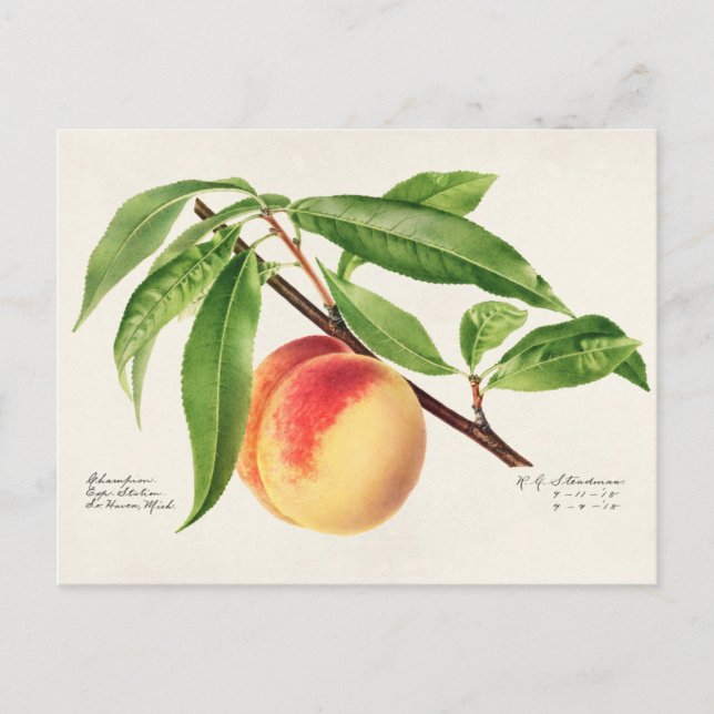 Cartão Postal Pintura de Fruta (Prunus Persica) (Frente)