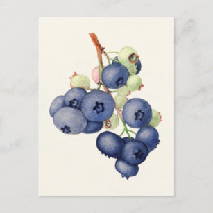 Cartão Postal Pintura de Fruta (Vaccinium Corymbosum)