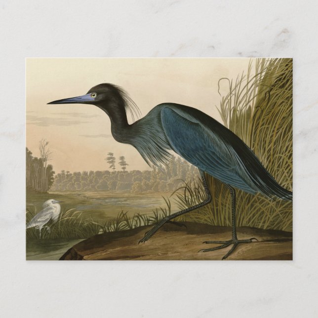 Cartão Postal Pintura de Heron Audubon com Crane Azul (Frente)