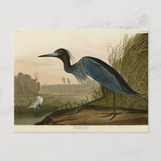 Cartão Postal Pintura de Heron Audubon com Crane Azul (Frente)