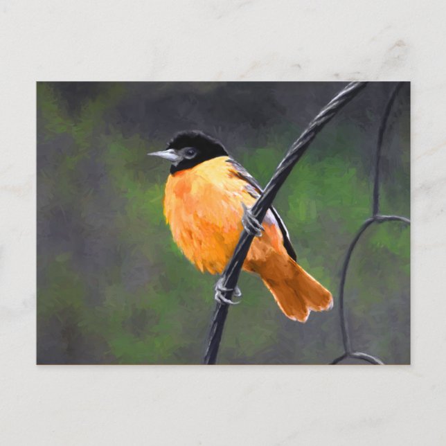 Cartão Postal Pintura de Oriole - Arte Original para Pássaros (Frente)