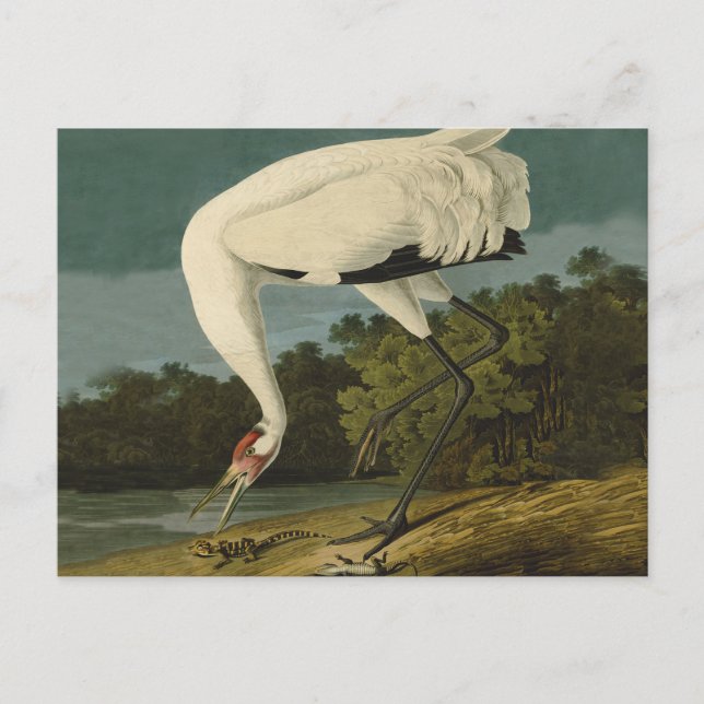 Cartão Postal Pintura de pássaros Audubon Crane Whoping (Frente)