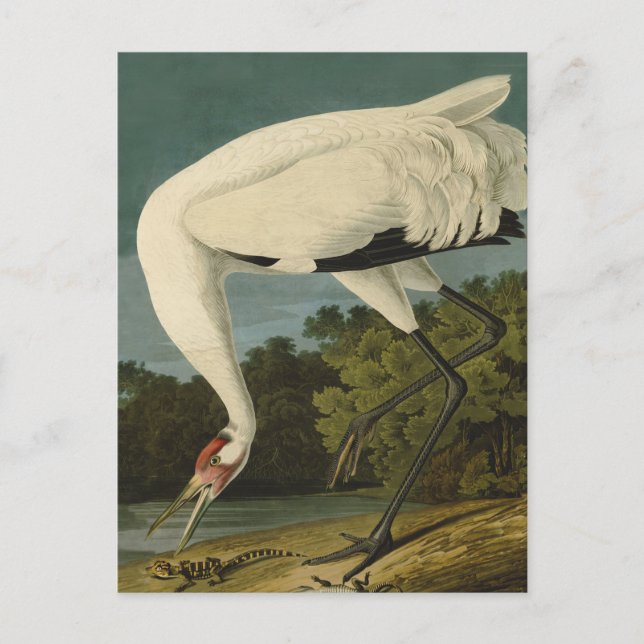 Cartão Postal Pintura de pássaros Audubon Crane Whoping (Frente)