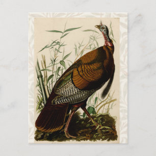 Cartão Postal Pintura de pássaros peruí selvagem Audubon