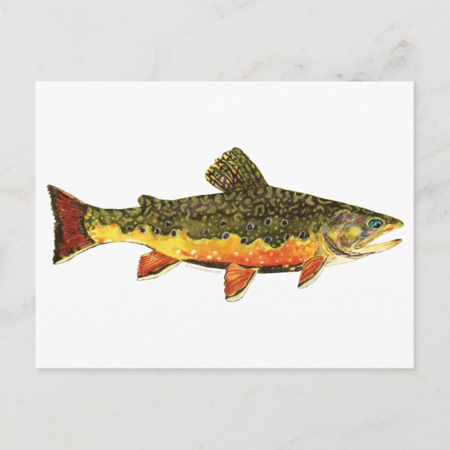 Cartão Postal Pintura de Peixes Brook Trout (Frente)