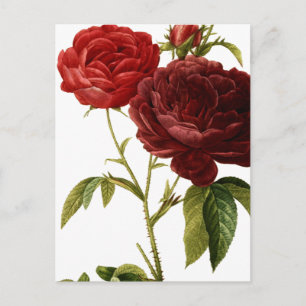 Cartão Postal Pintura de rosas vermelhos profundos