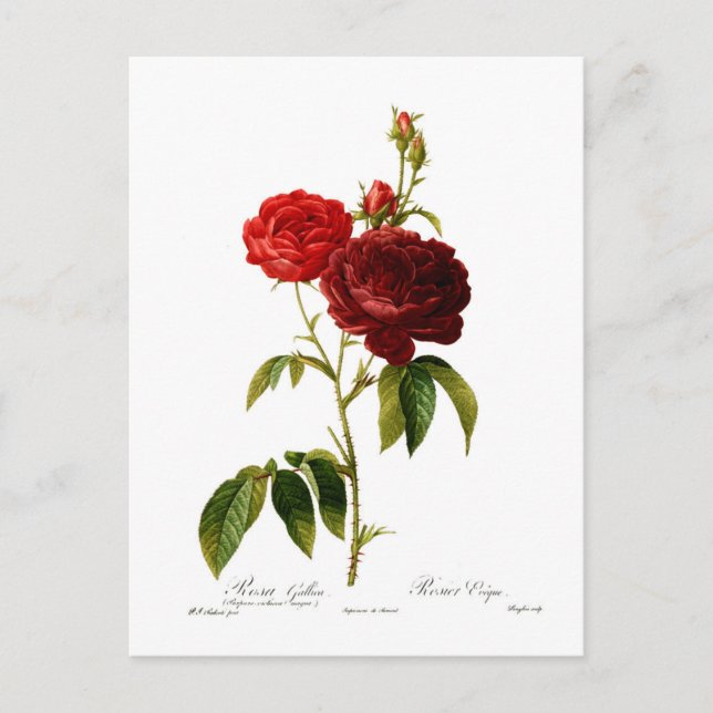 Cartão Postal Pintura de rosas vermelhos profundos (Frente)
