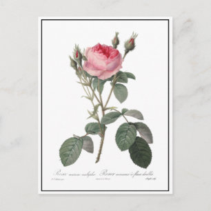 Cartão Postal Pintura de rosas vintage rosa pálido