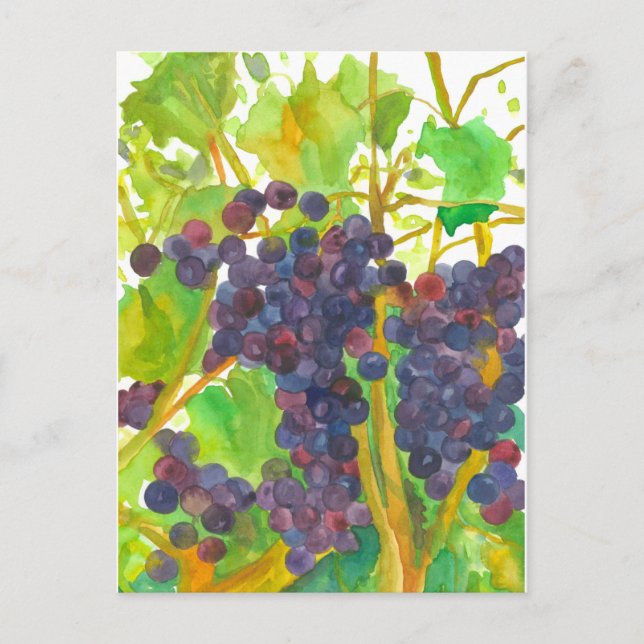 Cartão Postal Pintura De Uvas De Vinho (Frente)