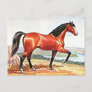 Cartão Postal Pintura de Vintage na Baía do Cavalo Árabe Brown