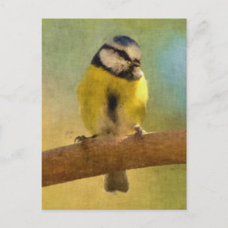 Cartão Postal Pintura digital europeia bluetit