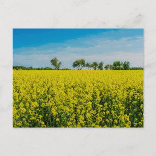 Cartão Postal Pintura do campo das flores amarelas