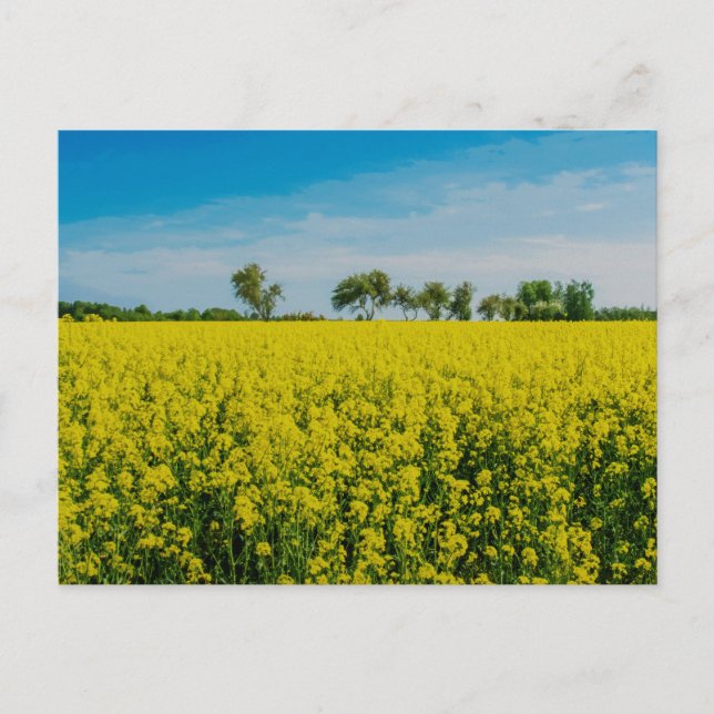 Cartão Postal Pintura do campo das flores amarelas (Frente)