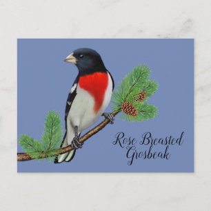 Cartão Postal Pintura do Pássaro Preto e Vermelho Grosbeak de Pe